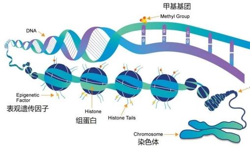 研究发现人类和小鼠中基因调控的趋同进化