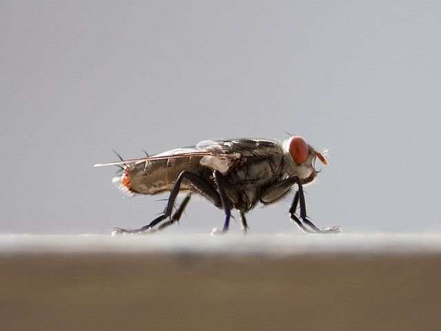 双链RNA处理可降低成年家蝇害虫的繁殖力
