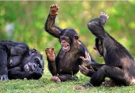 黑猩猩DNA技术如何将我们变成丛林侦探