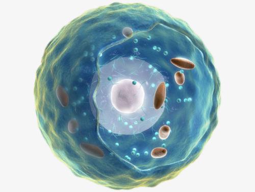 科学家利用细胞内的振动来识别它们的机械特性