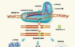 发现小分子抑制剂可以精确控制CRISPR-Cas9基因组编辑