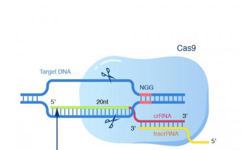 受控制的CRISPR：Cas9的小分子抑制剂被鉴定