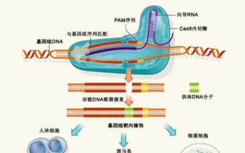 发现小分子抑制剂可以精确控制CRISPR-Cas9基因组编辑