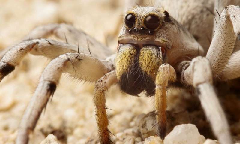 生物学家期待过去的微小蜘蛛和昆虫眼睛的早期遗传发展