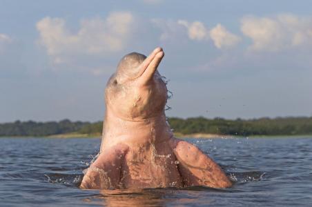 病毒导致巴西海豚死亡超过170只