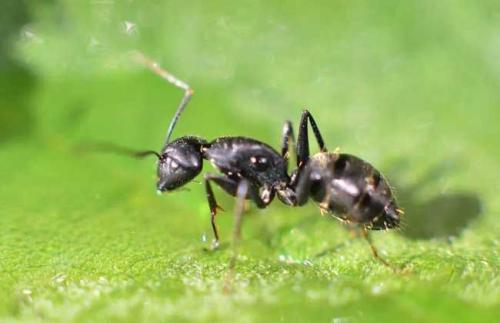 蚂蚁牺牲了它们的殖民地伴侣作为致命消毒的一部分