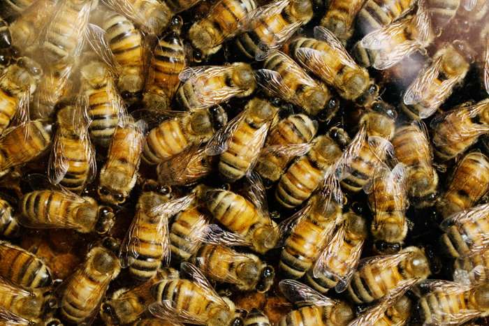 研究发现农业杀菌剂吸引了蜜蜂