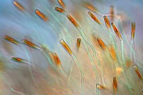 泛欧抽样活动揭示了淡水浮游生物的大量多样性