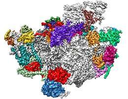 核糖体是负责细胞中蛋白质合成的细胞器