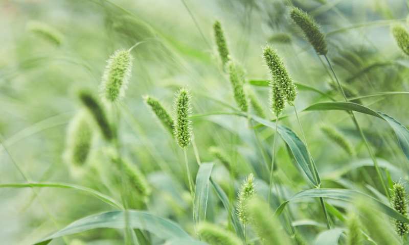科学家发现了一种可以提高谷类作物产量潜力的遗传机制