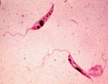 寄生虫病毒的演变暗示了利什曼原虫首次感染脊椎动物