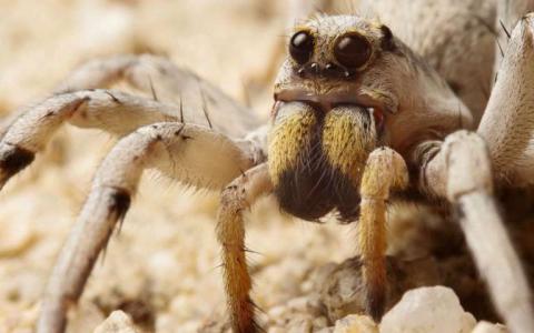 生物学家期待过去的微小蜘蛛和昆虫眼睛的早期遗传发展