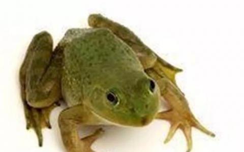 青蛙揭示了决定杂种生存能力的机制