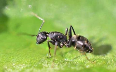 蚂蚁牺牲了它们的殖民地伴侣作为致命消毒的一部分