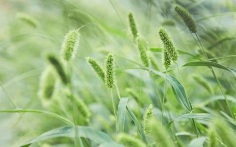 科学家发现了一种可以提高谷类作物产量潜力的遗传机制
