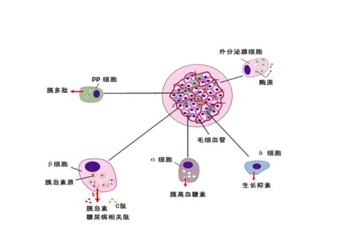 β细胞刷新停止小鼠1型糖尿病进展