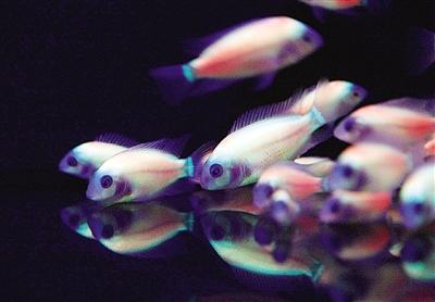 由于来自另一条鱼的基因Killifish生存受污染的水域