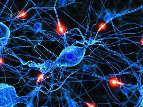 硒保护大脑中的特定中间神经元