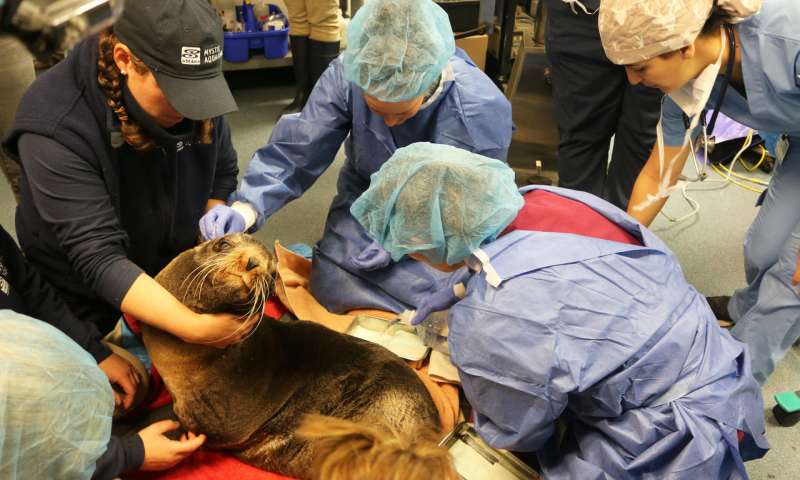 兽医进行了第一次已知的脑部手术以治疗毛皮海豹的脑积水
