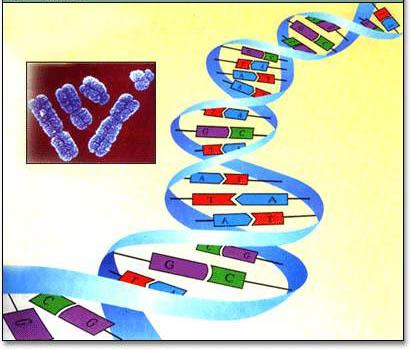 科学家们发现隐藏的遗传变异有助于推动进化