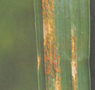 科学家已经分离出小麦植物检测到的第一个生锈病原体基因