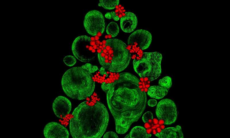 季节性图像揭示了干细胞背后的科学