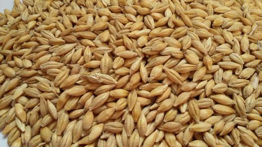 基因研究突破以提高大麦产量