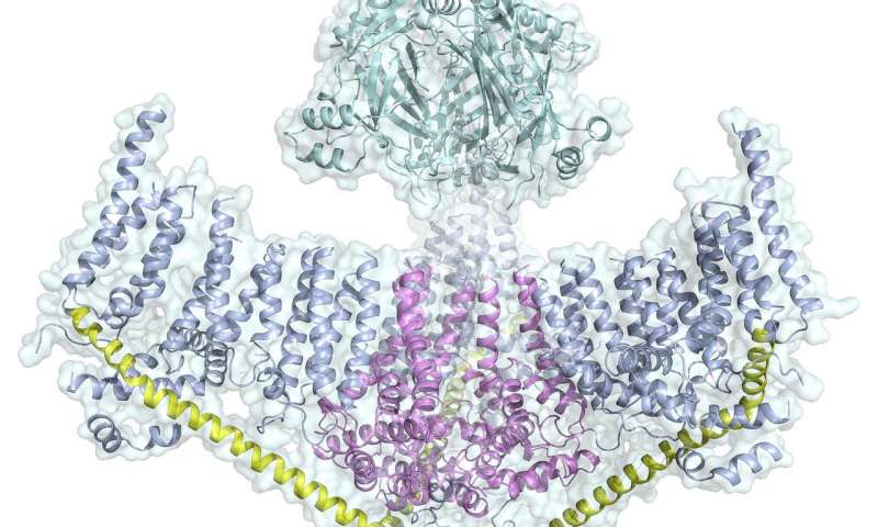 研究人员首先完全了解了触觉背后的蛋白质