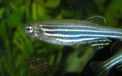 鱼使用耳聋基因来感知水的运动