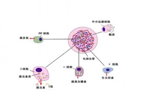 β细胞刷新停止小鼠1型糖尿病进展