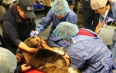兽医进行了第一次已知的脑部手术以治疗毛皮海豹的脑积水