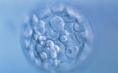 两种蛋白质通过不同方式维持胚胎干细胞多能性