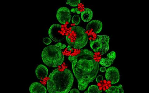 季节性图像揭示了干细胞背后的科学
