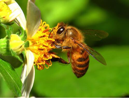 人工智能可以帮助监测蜜蜂健康