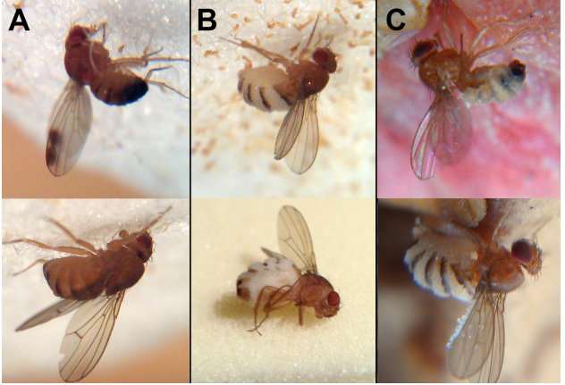 真菌如何操纵果蝇进入寄主孢子并释放它们