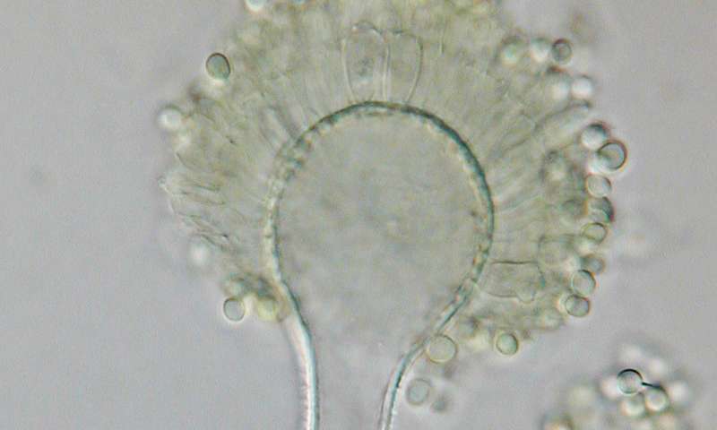 研究表明危险的作物真菌会产生有毒化学物质以驱赶昆虫