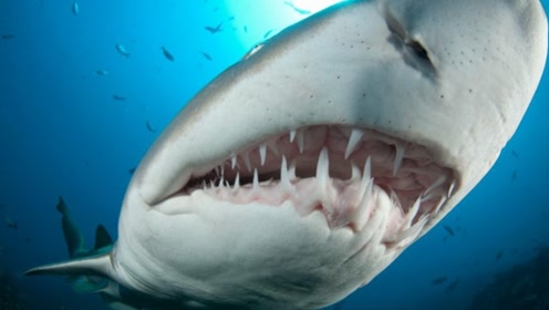 鲨鱼牙齿中的蛋白质可以暗示他们吃的东西