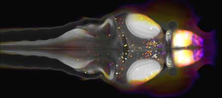 斑马鱼中的两个神经肽提供了睡眠复杂神经机制的线索