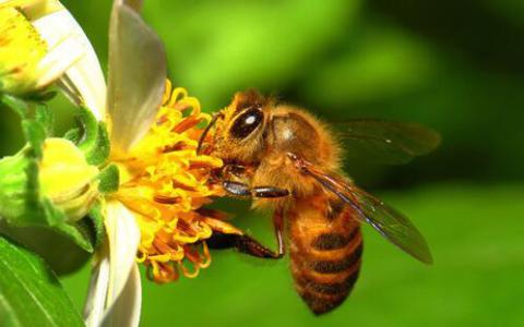 人工智能可以帮助监测蜜蜂健康