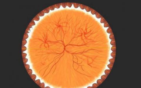 发现阻断视网膜再生的细胞机制