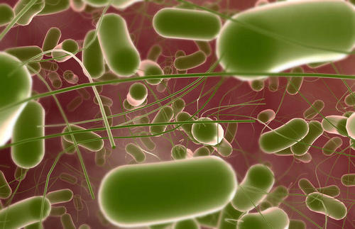 沙门氏菌中最后一种抗菌素对抗生素的抗性