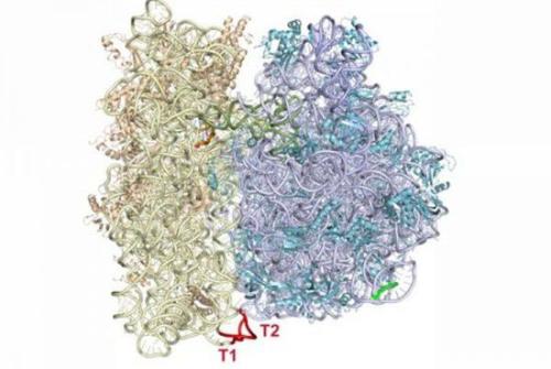 核糖体生物发生有助于转移