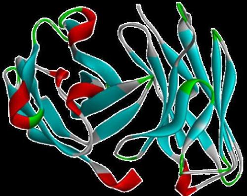 抑制核糖体生物发生作为晚期癌症的新治疗策略