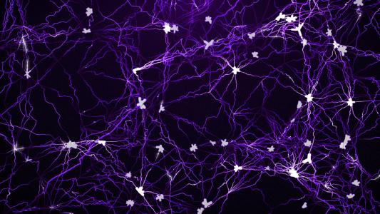 细胞的细胞骨架有助于神经元内的能量转移和信息处理