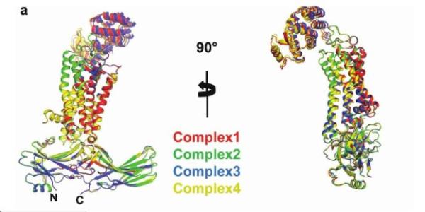 生物物理学家研究了生理条件下KR2视紫红质的结构