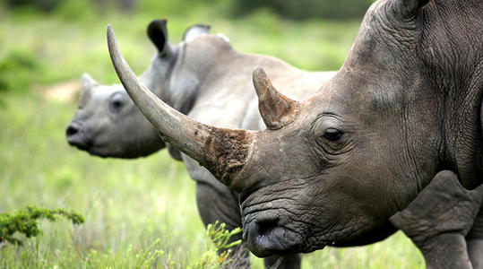 基因组证据显示苏门答腊犀牛从未在更新世期间从损失中恢复过来
