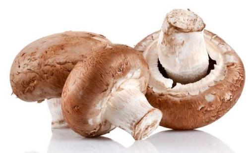 蘑菇和其他真菌的惊人多样性
