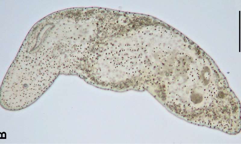 研究海洋生物表明神经系统多次独立进化