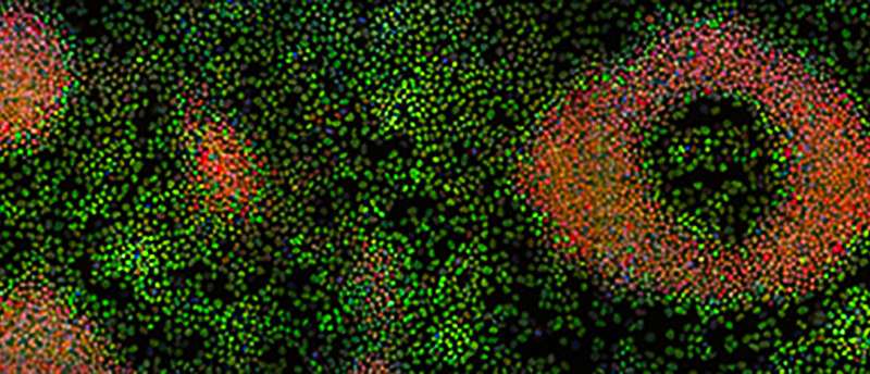 科学家们发现了将干细胞保持在未分化状态的蛋白质
