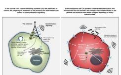 新的研究将癌症抑制蛋白与细胞触角联系起来
